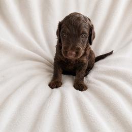 Cognac - Chocolate male Goldendoodle puppy in Glendale, Arizona from CocoLove Doodles