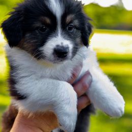Vermont - Black tri-color male Australian Shepherd puppy in Hamilton, New Jersey from Birch Haus
