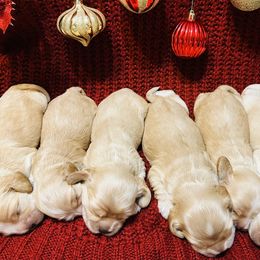 Cocker Spaniel puppies from Carino's Cocker Breeder