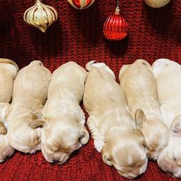 Cocker Spaniel puppies from Carino's Cocker Breeder