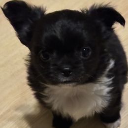 Raven - Black and white female Chihuahua puppy in Northboro, Iowa from So Sweet Chihuahuas