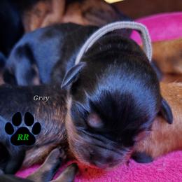 Grey - Black and mahogany male Rottweiler puppy in Tangent, Oregon from Raya's Royals