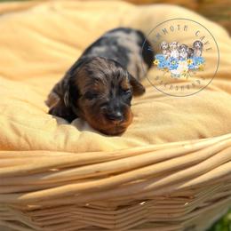 Poppy - Dapple female Dachshund puppy in Cave City, Kentucky from Mammoth Cave Dachshunds