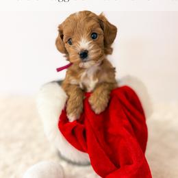 Amy - Red  female Goldendoodle puppy in Melba, Idaho from KZ Doodles