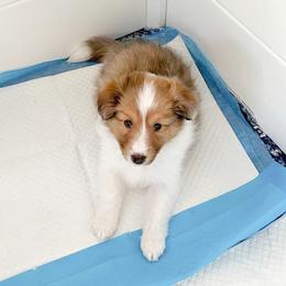 Shetland Sheepdog Puppies from Fancypants Shetland Sheepdogs