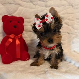 Rose - Black and tan female Yorkshire Terrier puppy in Andrews, South Carolina from Sparkle of Glamour Yorkies