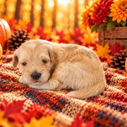 Tater - Cream male Cavapoo puppy in Myrtle Beach, South Carolina from Colorful-K9'S