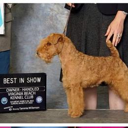 American Staffordshire Terriers and Lakeland Terriers from Goldmere Kennel