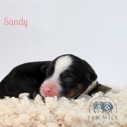 Sandy - Black tri-color female Aussiedoodle puppy in Foxworth, Mississippi from Ten Mile Aussies