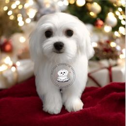 Boy 4 - Maltese puppy from Maltese Puppies in Texas