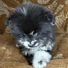 Boy 3 - Blue merle male Pomeranian puppy in Tucson, Arizona from Kristy's Pomeranians