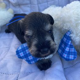 No collar, now dark blue - Black male Miniature Schnauzer puppy in Ravensdale, Washington from Serenity Schnauzers