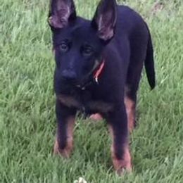German Shepherd Puppies from Tatum Kennels