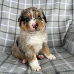 Biome - Blue merle male Australian Shepherd puppy in Albany County, New York from Allie Acres Australian Shepherds