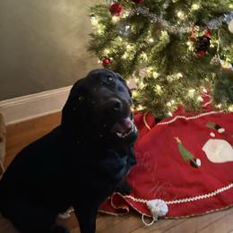 Maggie - Labrador Retriever