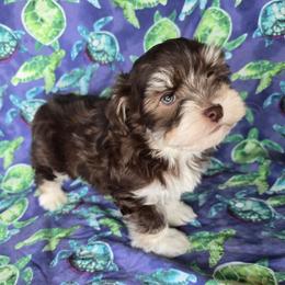 Oak - Chocolate male Havanese puppy in Mason City, Iowa from Hoku Havanese