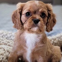 Cavalier King Charles Spaniels from Sweet Magnolia’s Cavalier King Charles Spaniels