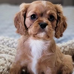 Cavalier King Charles Spaniels from Sweet Magnolia’s Cavalier King Charles Spaniels