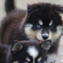 Sylveon - Black and white female Pomsky puppy in Junction City, Ohio from JC Pups