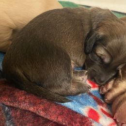 Dachshund Puppies from Hetu's Dachshunds