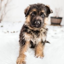 German Shepherd Puppies from Highland German Shepherds