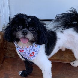 Samson - Shih Tzu