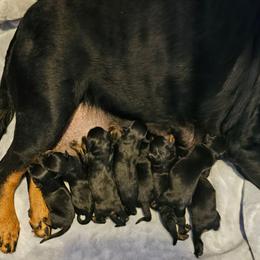 Boy 2 - Black and mahogany male Rottweiler puppy in Worley, Idaho from Templinhaus Rottweilers & DreamHaus French Bulldogs