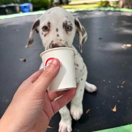 Periwinkle(LUA) - White and liver brown female Dalmatian puppy in Wilson, North Carolina from New Horizonz Dalmatians