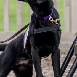 Labrador Retrievers from Shay Zokal