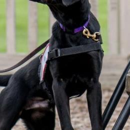 Labrador Retrievers from Shay Zokal