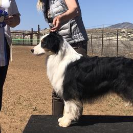 Kenzo - Australian Shepherd