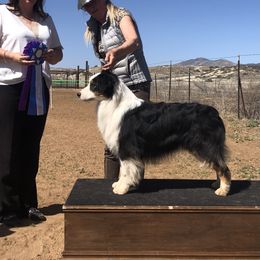 Kenzo - Australian Shepherd