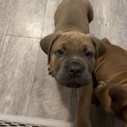 Noah - Fawn male Cane Corso puppy in Mount Laurel, New Jersey from Dash Biblical Corsos