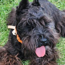 Jaeger - Miniature Schnauzer