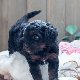 Peony - Black and tan female Cavapoo puppy in Fairfield, Illinois from Positively Doodles