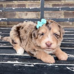 Pumpkin Patch - Red merle female Aussiedoodle puppy in Cartersville, Georgia from Simply Blessed Doodles