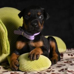 Echo - Black and rust female Doberman Pinscher puppy in Overton, Texas from Obsidian Kennel