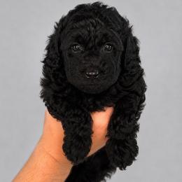 Colette - Black female Australian Labradoodle puppy in Aurora, Oregon from Divine Poodles