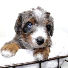 Aussiedoodle Puppies from Aussie Paws