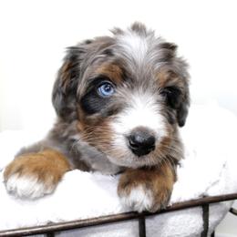 Aussiedoodle Puppies from Aussie Paws