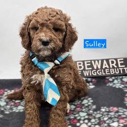 Sulley - Red  male Goldendoodle puppy in Neillsville, Wisconsin from Granton Creek