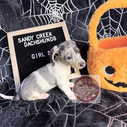 Mira - Dapple female Dachshund puppy in Rosanky, Texas from Sandy Creek Miniature Dachshunds