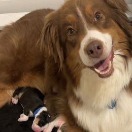 Rebel - Australian Shepherd