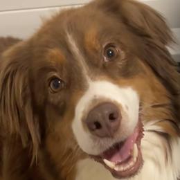 Rebel - Australian Shepherd