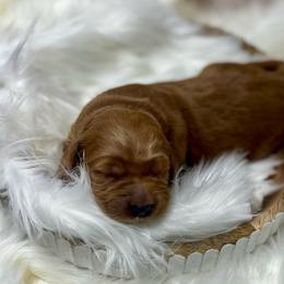 Blue Female - Apricot female Goldendoodle puppy in Great Falls, Montana from Montana Goldendoodles