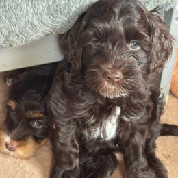 Rhett - Chocolate male Australian Labradoodle puppy in Dawson, Georgia from Still Pond Australian Labradoodles
