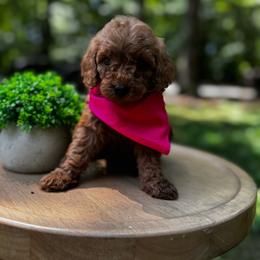 Aspen - Red  female Goldendoodle puppy in Alamance County, North Carolina from Doodle Squad Puppies