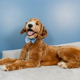 Moto - Goldendoodle