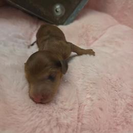 Phantom whisper - Dapple male Dachshund puppy in Bristol, Tennessee from It's Mini Wieners Baby