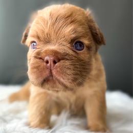 Corky - Fawn male French Bulldog puppy in Porter, Texas from Whatabulldog